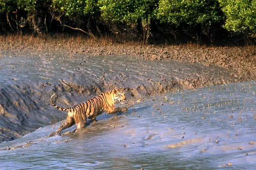 সুন্দরবন – বাঘ-কুমিরের আপন দেশে