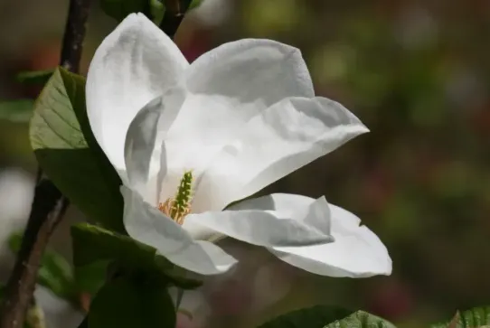 Magnolia Kobus Janaki Ammal