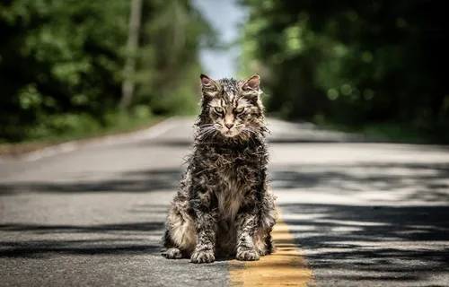 The Terrifying Trailer Of Pet Sematary Based On Stephen King's Terrifying Novel Slated For Release In Theatres In 2019 Unveiled