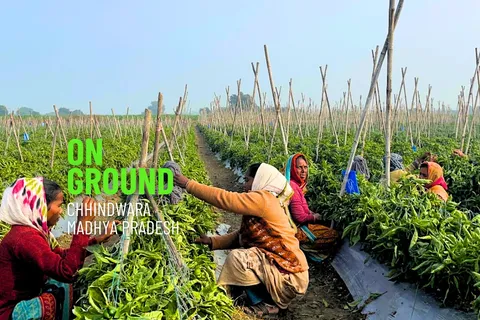 Vegetable farming in India and post harvest losses