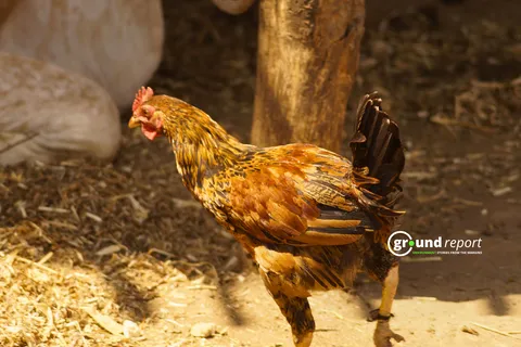 Bird flu spreads in Chhindwara Madhya Pradesh