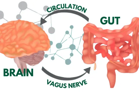 Unveiling the Gut-Brain Connection and the Impact of Diet on Your Mood