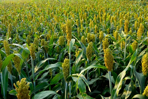 Why 2023 Is The Year Of Millets