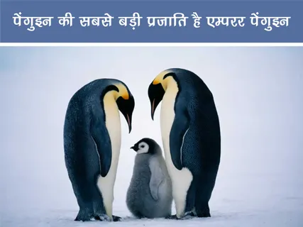Short: Jungle World: पेंगुइन की सबसे बड़ी प्रजाति है एम्परर पेंगुइन
