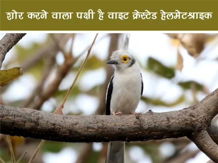 Jungle World: शोर करने वाला पक्षी है वाइट क्रेस्टेड हेलमेटश्राइक