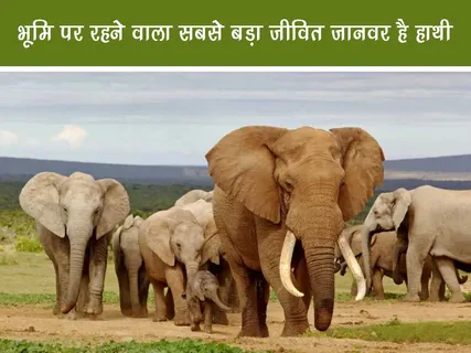 Jungle World: भूमि पर रहने वाला सबसे बड़ा जीवित जानवर है हाथी