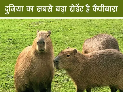 Jungle World: दुनिया का सबसे बड़ा कृंतक (Rodent) है कैपीबारा