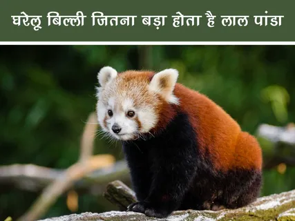 Jungle World: घरेलू बिल्ली जितना बड़ा होता है लाल पांडा
