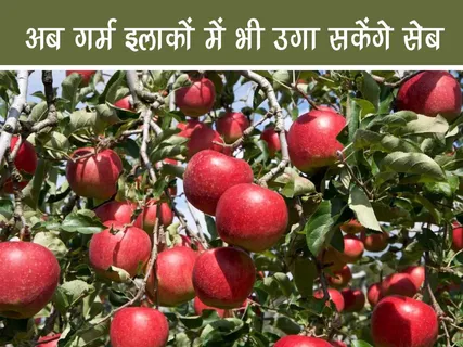 Positive News: अब गर्म इलाकों में भी उगा सकेंगे सेब