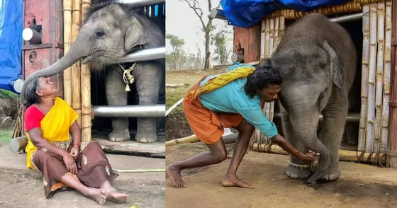 ऑस्कर अवार्ड में भारत का नाम दर्ज कराने वाली पहली डॉक्यूमेंट्री शार्ट फिल्म the elephant whisperers