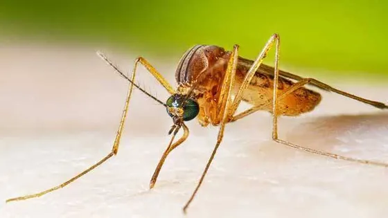 New Cases of West Nile Virus discovered in Kerala: Click to Know More