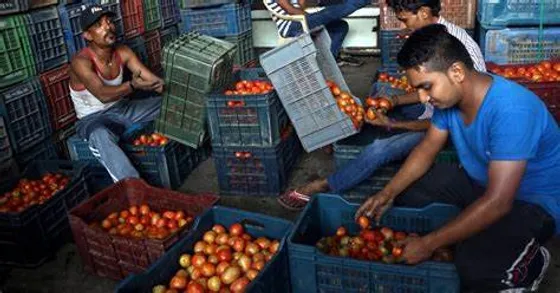 Viral: Vendors Hire BOUNCERS To Protect Tomatoes As Prices Rise