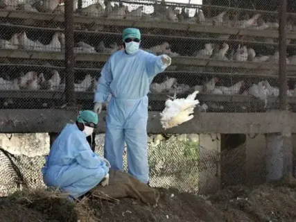 Kerala Government Intensifies Bird Flu Response: Enhanced Efforts to Combat Outbreak and Safeguard Public Health