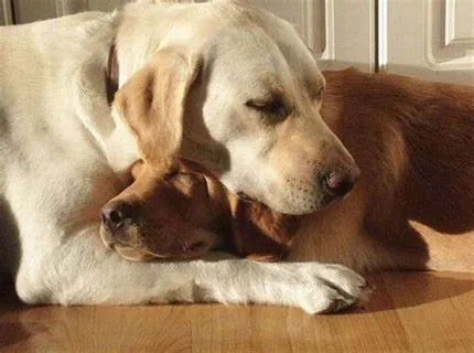 Dear Dog, My Best Friend: These Pawsome Viral Videos Is Making Oyr Hearts Squeeze With Love!