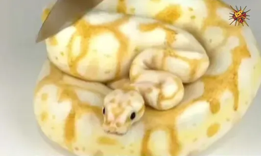 This Snake Cake Viral Video Is Taking Internet By Storm For It's Price and Look, Have a look on it!