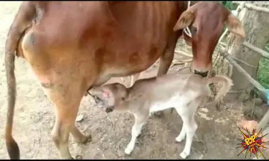 Surprising: Calf born with 2 heads and 3 eyes on Navratri worshipped as maa Durga's Avatar in Odisha, know more: