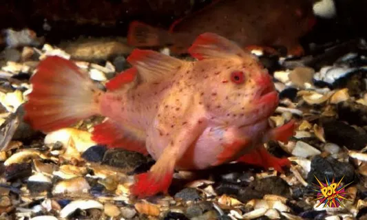 Unbelievable : A Fish Has Hands And Can Walk , Seen after 22 Years ,Know About it :