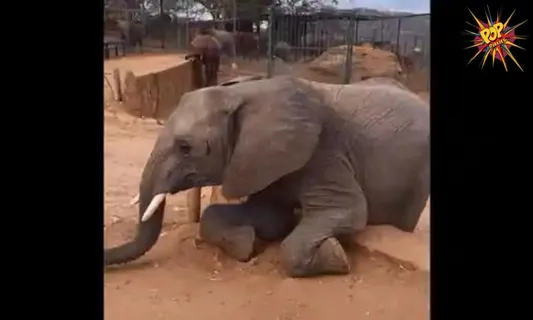 Adorable!! The keeper catches an elephant trying to scale the wall, gentle giant reacts hilariously! Tap to Watch!