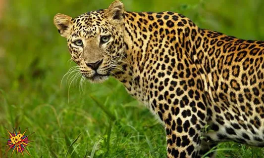 Shocking : Leopards in India can go Extinct due to Roadkill and other Human activities, read below: