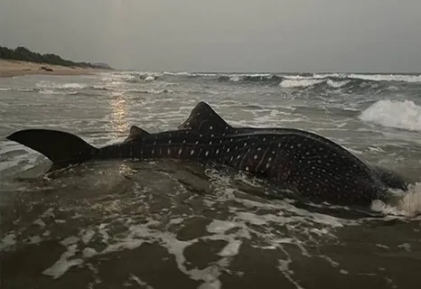 World's Largest Fish, Stuck In Net Off Visakhapatnam, Guided Back To Sea!