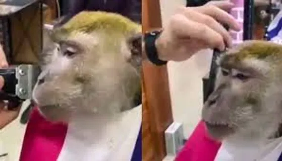 Monkey visits barber shop to get a shave in viral video , leaves internet in splits - Watch !