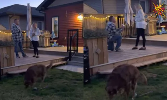 Man proposes to girl in a viral video, but their pet takes away the spotlight, know more: