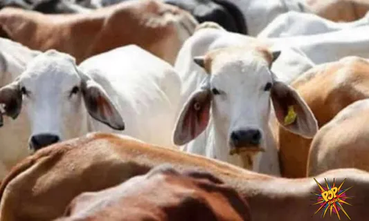 Yogi Adityanath faces opposition  for opening first Ambulance for cows in india, read below :