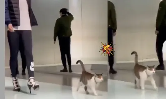 When Cute Cat Showed, How To Do The Catwalk On The Ramp, Have a look on it!!