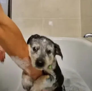Watch the viral video of the dog holding the human's hand while having its first bath!