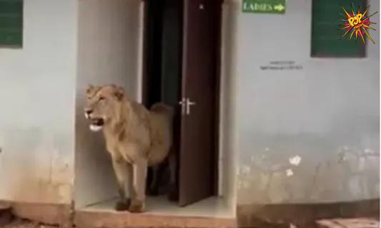 Internet is surprised by a video in which a Lion comes out of public toilet, know more: