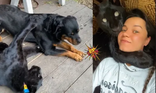 Shocking!!Abandoned panther grows up with  Rottweiler and a women; Watch the viral video news!!