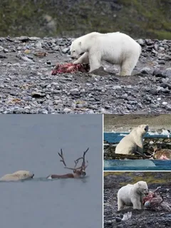 Shocking : Polar Bear takes Advantage Of Climate change and Kills Reindeer, know what happened: