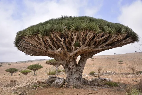 Internet Goes Crazy As Dragon Blood Tree Bleeds When Cut!