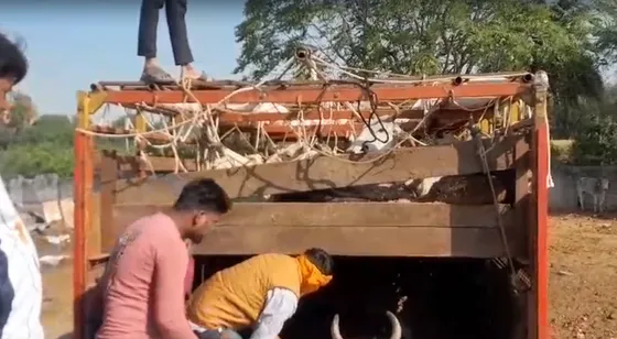 Ashoknagar News: बजरंग दल के हत्थे चढ़े गौ तस्कर, एक ट्रक में 47 पशु भरकर कर रहे है तस्करी दो मुख्य आरोपी गिरफ्तार