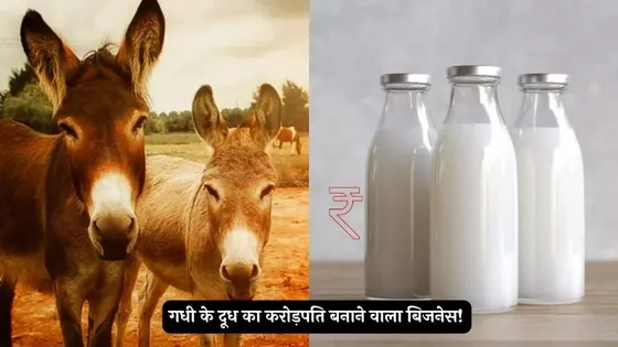 Donkey Milk Business:गधी के दूध का कमाल! दूध बेचकर बना डाला 2.5 करोड़ का कारोबार!