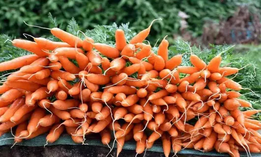 गाजर की खेती किसानो को देती है तगड़ी कमाई, कम लगत में होता है मोटा मुनाफा देखे पूरी डिटेल्स