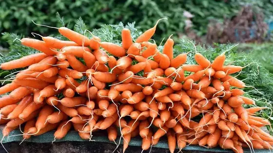 गाजर की खेती किसानो को जल्द बना सकती है मालामाल, कम लागत में देती है मोटा मुनाफा