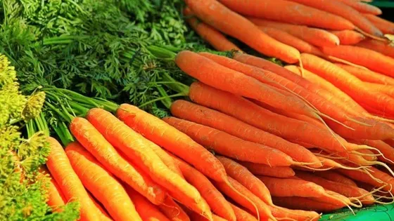 गाजर की खेती है किसानो के लिए मुनाफे का सौदा, कम लागत में होता है तगड़ा मुनाफा देखे पूरी जानकारी