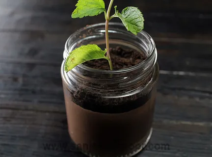 Plant in a Jar