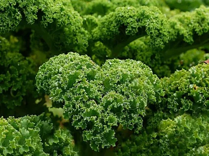 Why Kale Deserves to be on your Plate