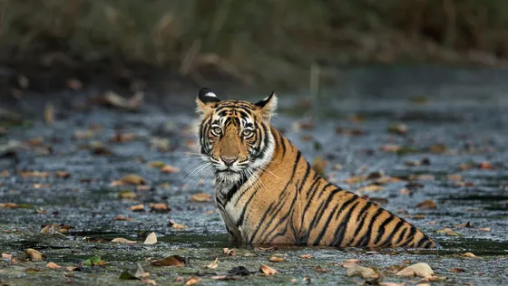 From Majestic Forts to Thrilling Safaris: The Ultimate Ranthambore Tourist Places Guide