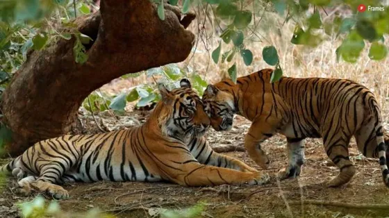 Embark on a Thrilling Wildlife Adventure in India: Wildlife Tours 2023