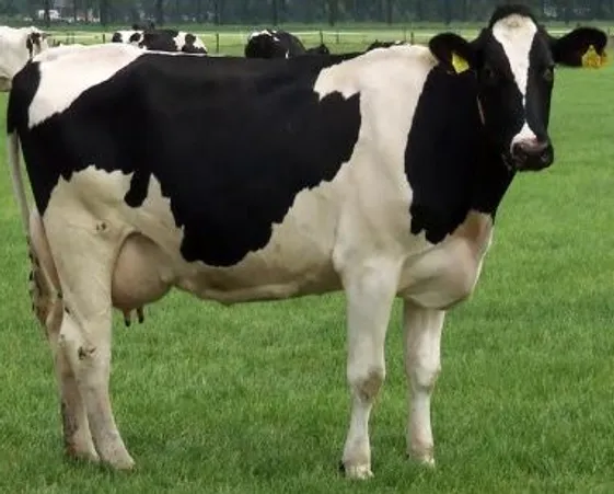 Holstein friesian
