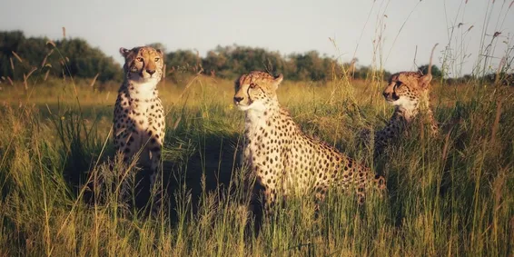 Why Is This Becoming a Prestige Issue', Asks Supreme Court on Cheetah Deaths