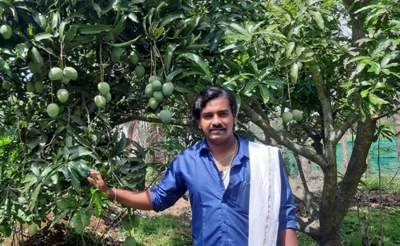 amogh with mango tree