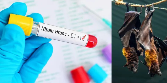 High alert as 2 Kozhikode deaths are confirmed as Nipah; Union govt to send  team to Kerala - The South First