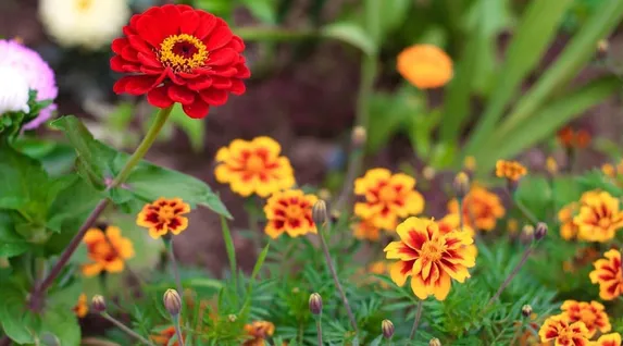 Can You Plant Marigolds and Zinnias Together?