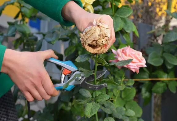Deadheading Flowers: Pros, Cons, When and How to Do It