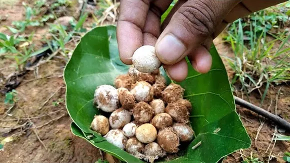 Rugda mushroom flickr jharkhand