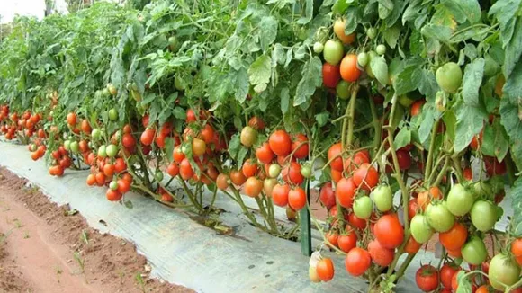 শার্শায় গ্রীষ্মকালীন টমেটো চাষে অভাবনীয় সাফল্য